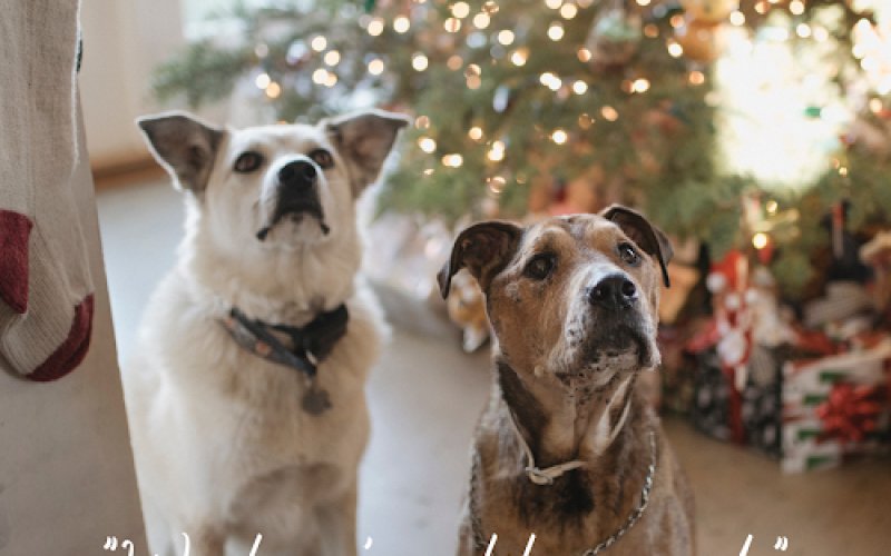 Fetch! Pet Care of Aggieland