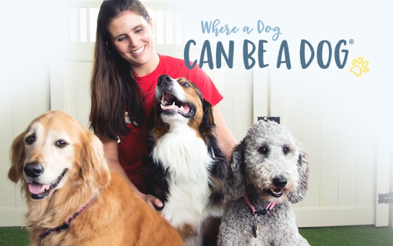 Camp Bow Wow Colorado Springs Central