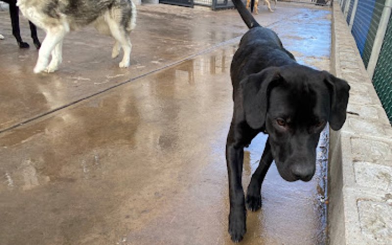 Lucky Dog Daycare and Boarding (Central)