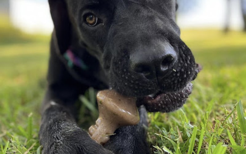 PlayTime Pet Sitters & Dog Walkers of Colorado Springs