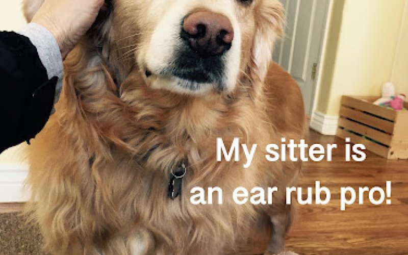 PlayTime Pet Sitters & Dog Walkers of Colorado Springs