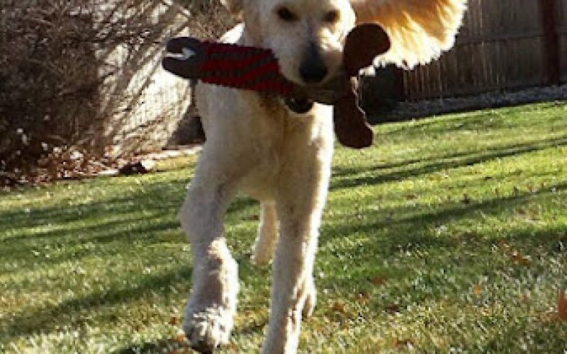 PlayTime Pet Sitters & Dog Walkers of Colorado Springs