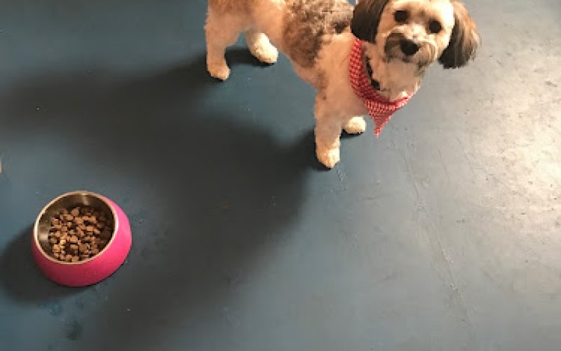 Fur Star Pet Care LLC