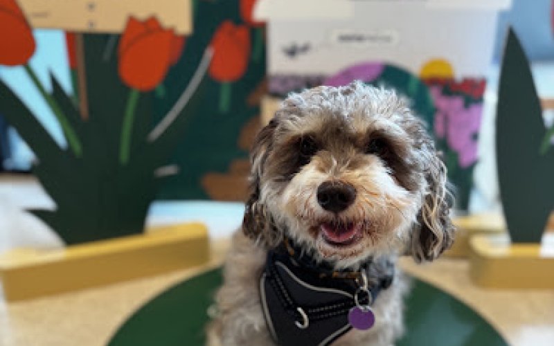 Chewy Vet Care Coral Springs