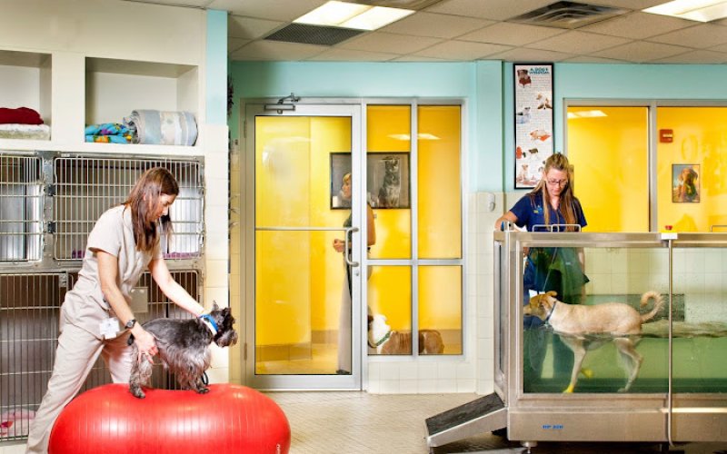 Coral Springs Animal Hospital