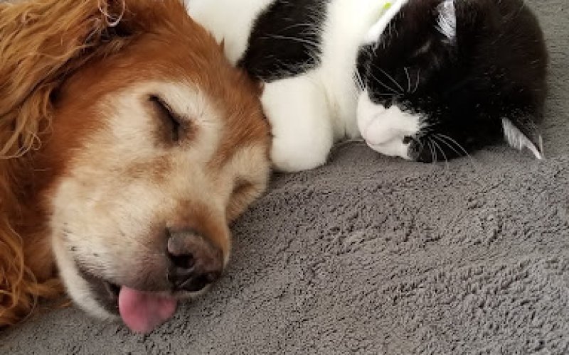 HOME VET CARE