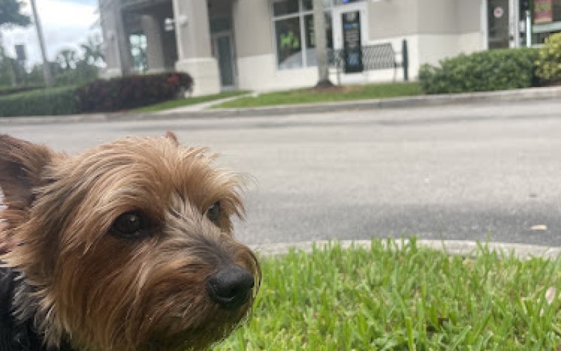 Thrive Pet Healthcare - Coral Springs