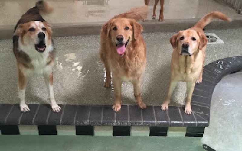 VCA Coral Springs Pet Resort & Medical Center