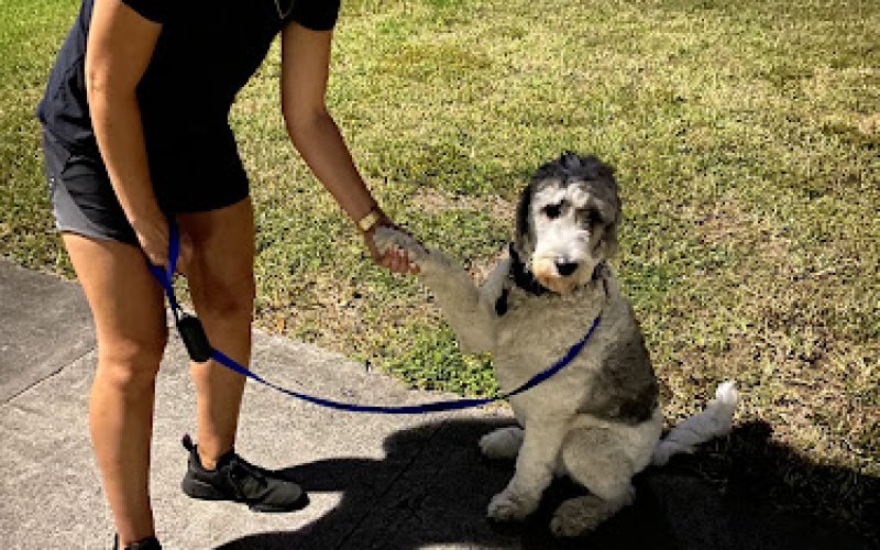 your Favorite Pet Care