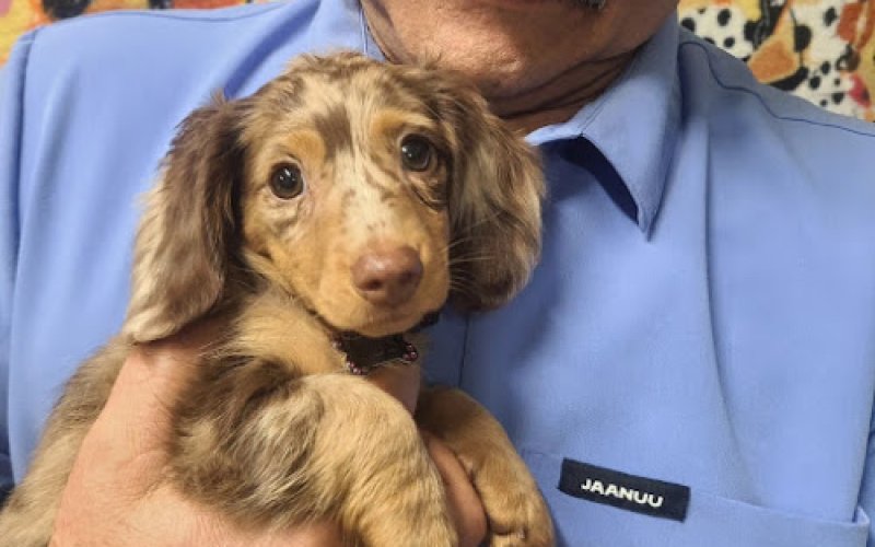 AAA Animal Hospital