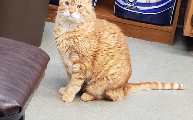 Animal Medical Center of Corona, Barton C. Huber, DVM, Dr. Bart
