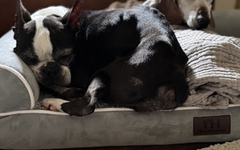 Barktails — Pet sitter in Corona