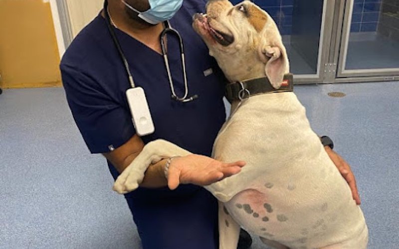 Corona Animal Emergency Center
