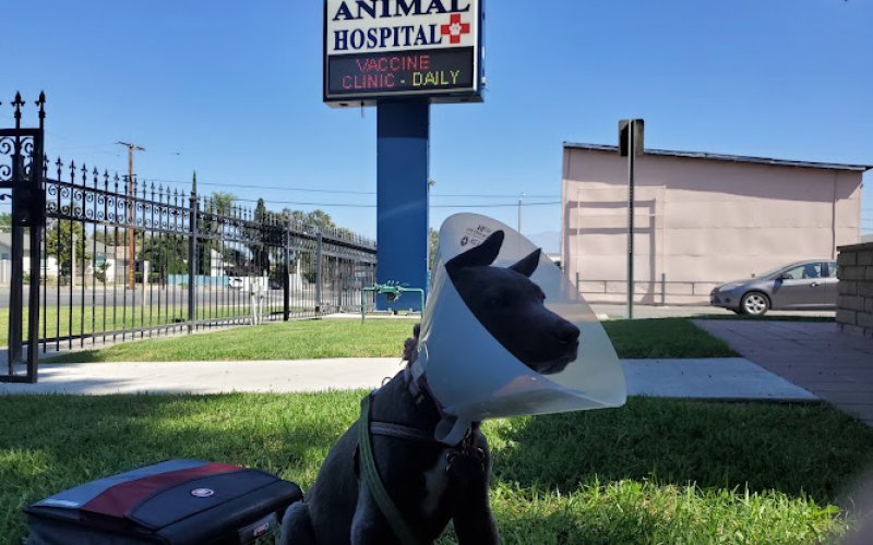Corona Community Veterinary Hospital