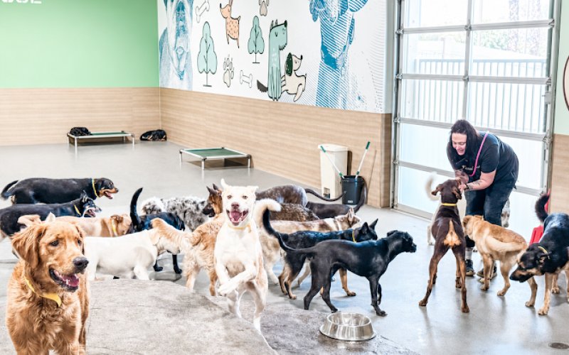 Smart Parke Luxury Dog Boarding - Corona, CA — Pet boarding service in Corona