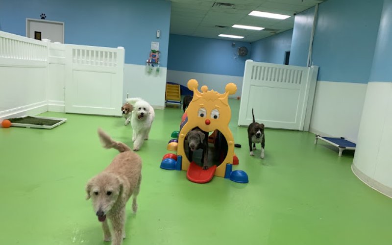 The Pet Patrol Dog Hotel — Pet boarding service in Corona