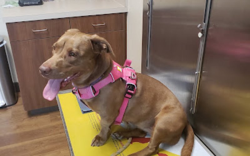 Animal Medical Corpus Christi