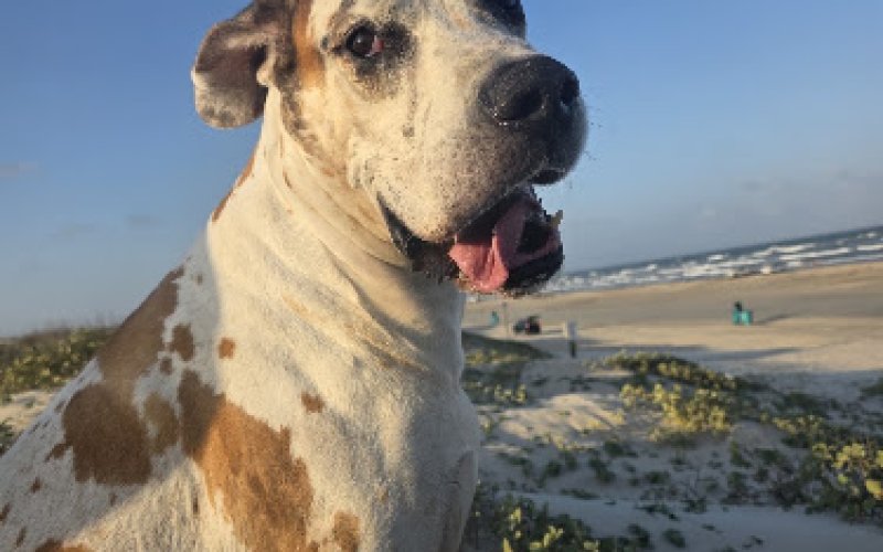 Corpus Christi Pet Memorial Center