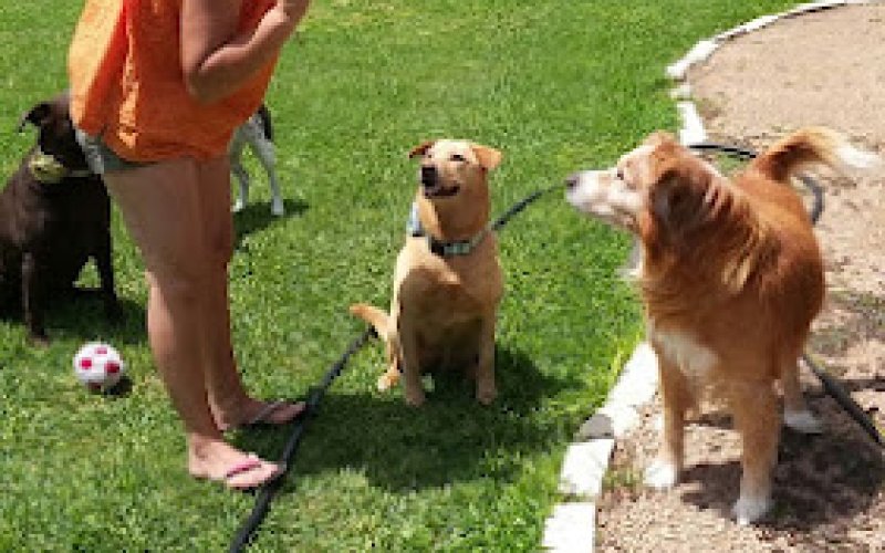 FidoSit Pet Sitter