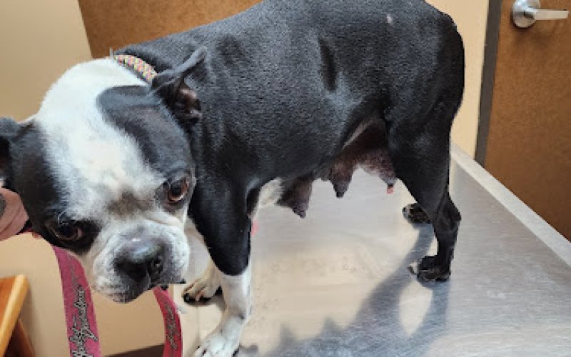 South Texas Veterinary Urgent Care, PLLC