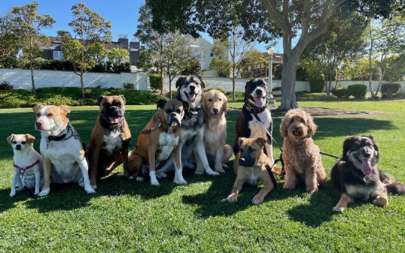 Bark Collective