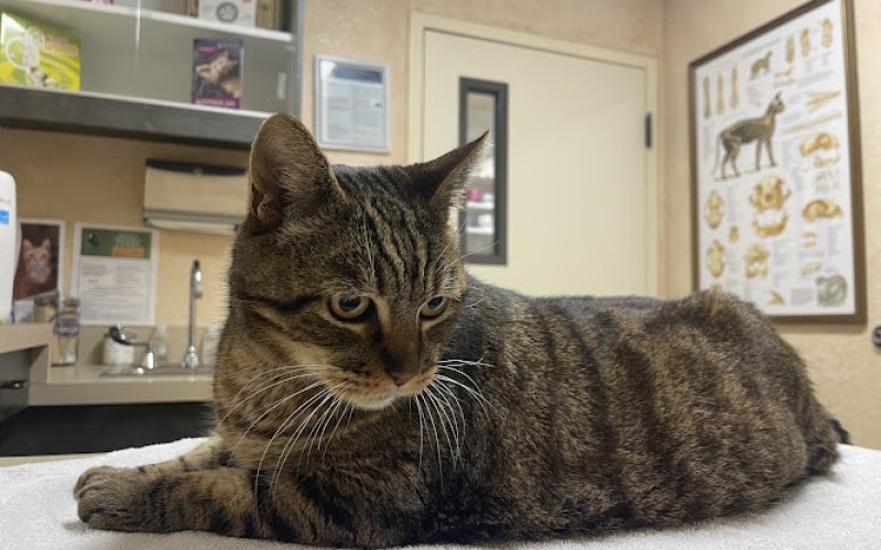 Cat Clinic
