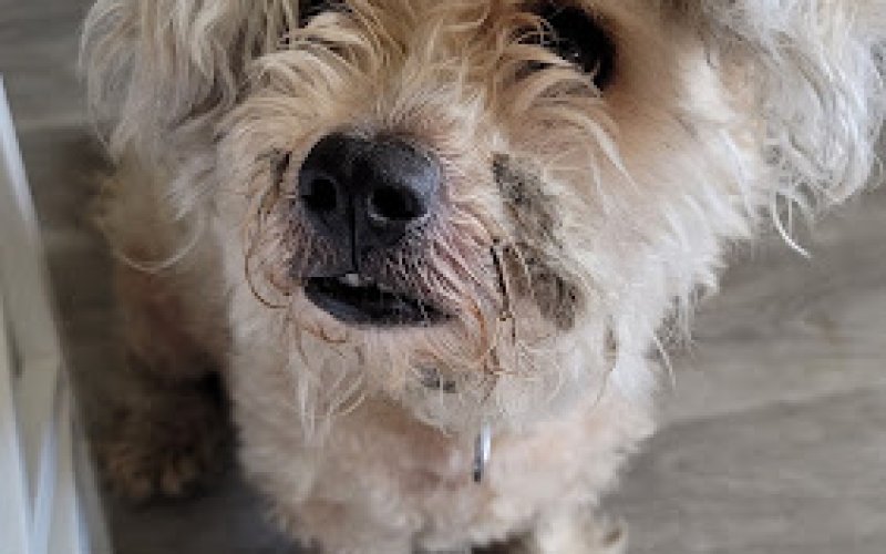 Costa Mesa Animal Hospital