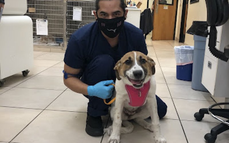 Newport Harbor Animal Hospital