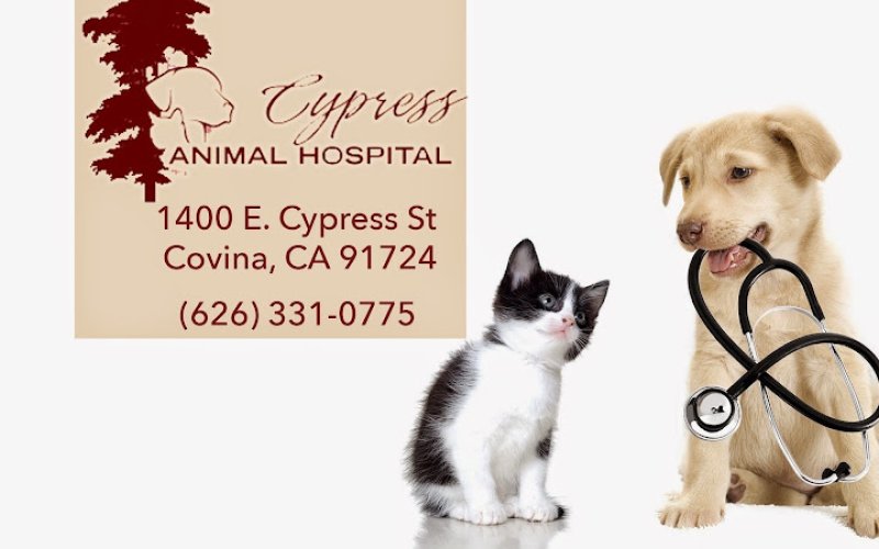 Cypress Animal Hospital