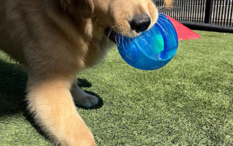 All American Pet Resorts Dallas