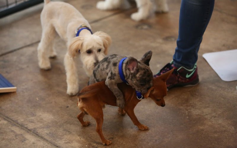 Dawg Life Doggy Daycare & Boarding- Dallas