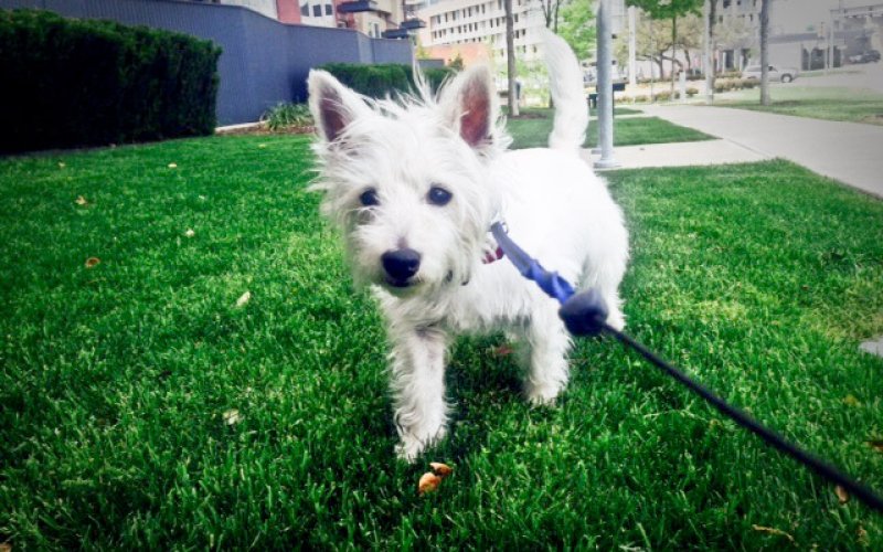 Society Pet Sitter, Inc.