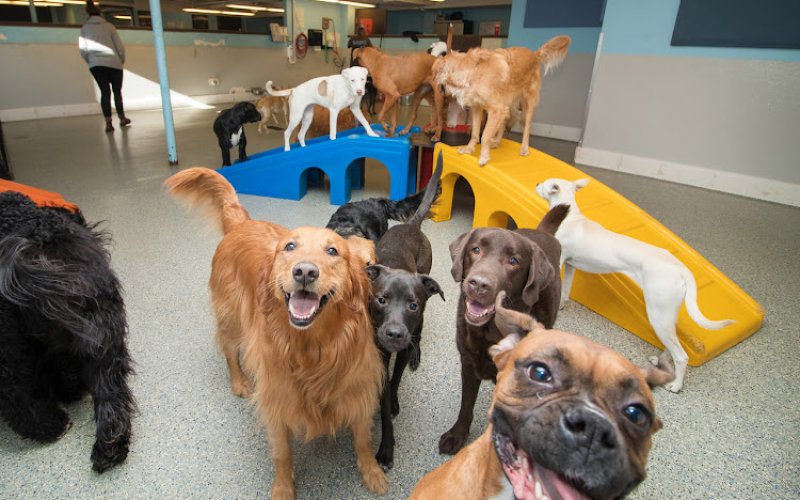 BARK! Doggie Daycare + Hotel + Spa