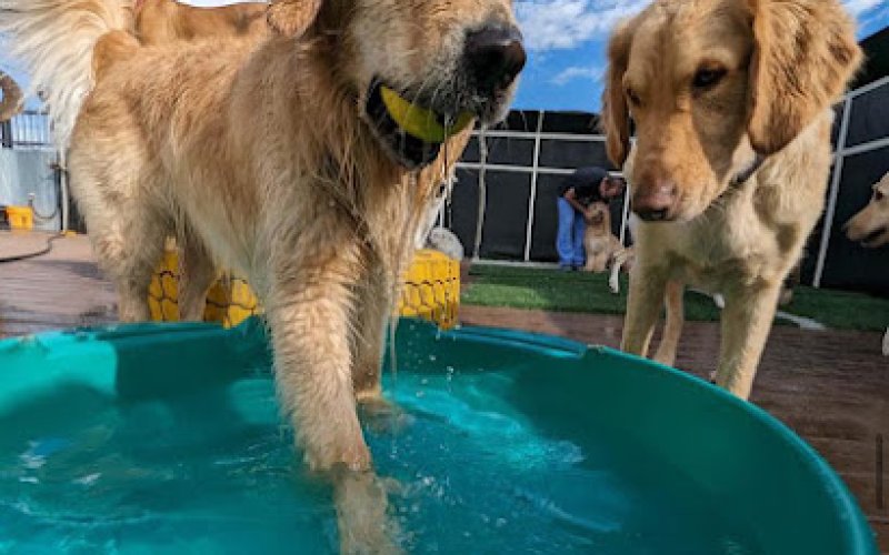 Colorado Canine Club