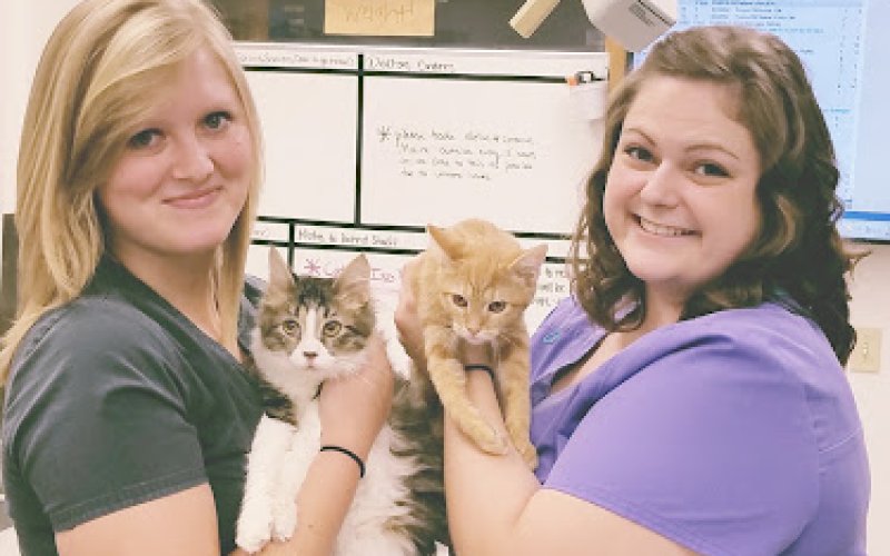 Animal Medical Clinic