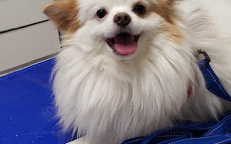 CareVet of Des Moines
