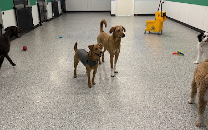 Second Home Pet Services