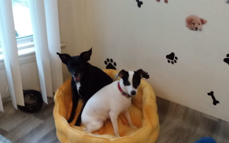 Detroit Dog Nanny. Best Pet Sitter -Boarding-Dog Day Care