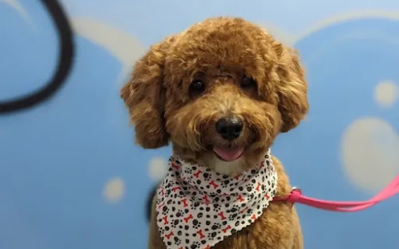 LC'S Detroit Pet Salon