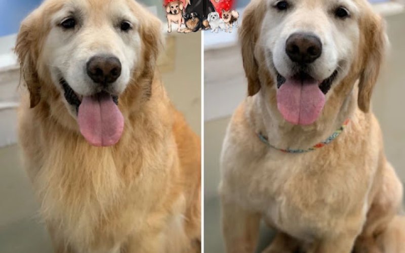 Doggie Dazzle Rolling Paw Spa