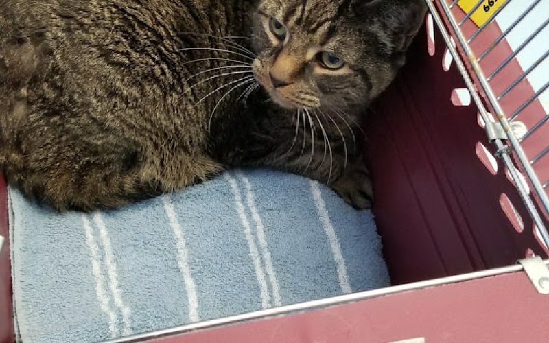 Just Cats Veterinary Care
