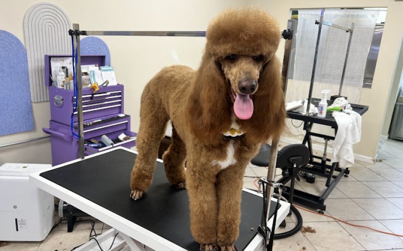 Pawsticcerie | Pet Grooming Edison NJ