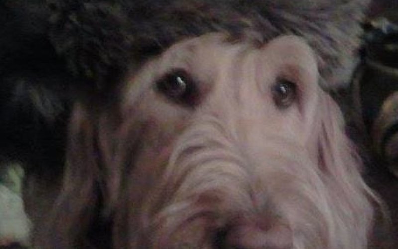 Personalized Pet Care LLC