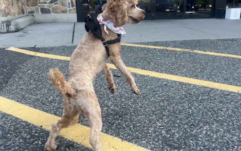 PetSmart Grooming