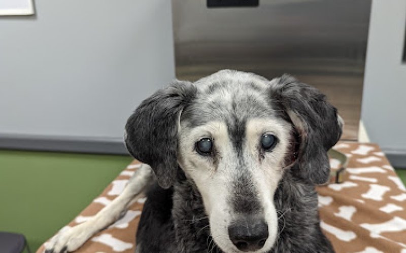 Raritan Animal Hospital