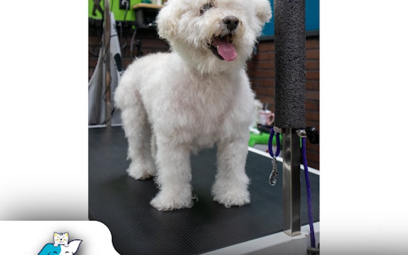 Cat & Doggie Works