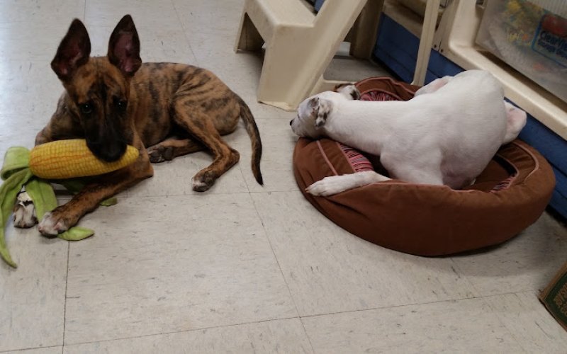 Tender Loving Care Pet Salon