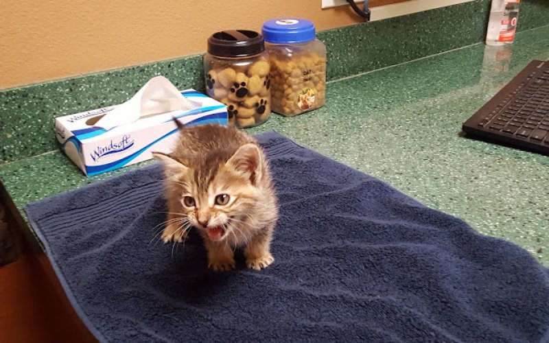 VCA Animal Medical Center of El Cajon