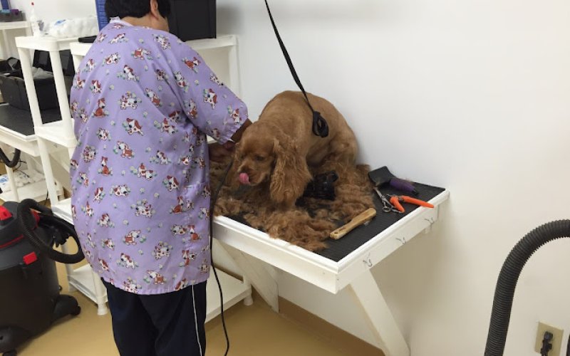 Julian's Pet Grooming, Daycare & Boarding