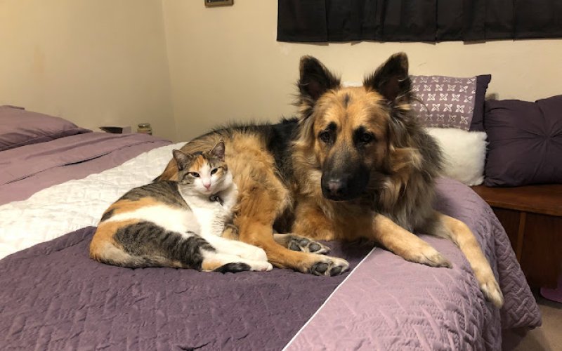 Mimi & Lola’s Pet Care & Dog Walking